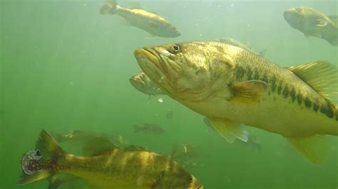 Craziest Underwater Bass Fishing Footage EVER! Whopper Plopper ...