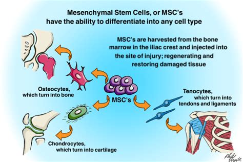 What is Stem Cell Therapy? | Physio Logic NYC