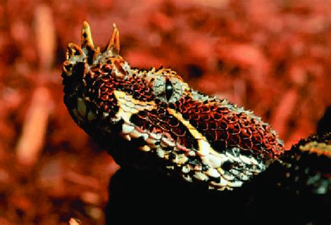 The Rhinoceros viper (Bitis nasicornis), which caused the accident ...