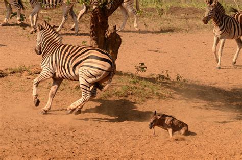 Zebra attack wildebeest calf - Africa Geographic