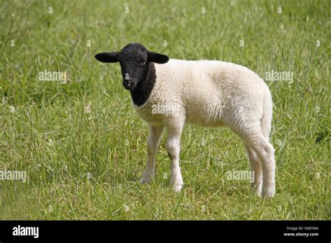 Somali sheep Stock Photo, Royalty Free Image: 103586010 - Alamy