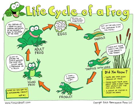 Life Cycle Of A Frog Tim S Printables | Hot Sex Picture