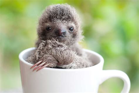 12 Adorable Sloth Pictures You Need in Your Life | Reader's Digest