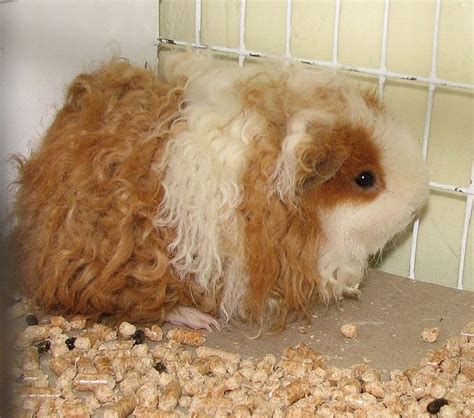 Texel Guinea Pigs: A Brief Guide - Online Guinea Pig Care