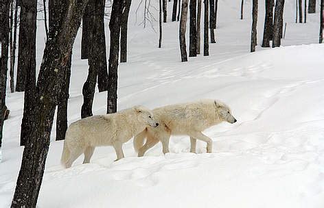 Arctic wolf | WWF