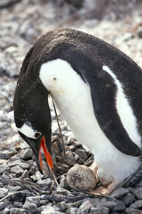 Nesting gentoo penguin - Stock Image - C011/0545 - Science Photo Library