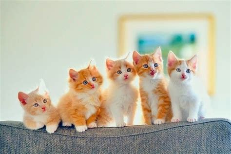 5 Cute Kittens Wallpaper - Kitten Baby Cute Cat -HD Wallpaper | Kitten ...