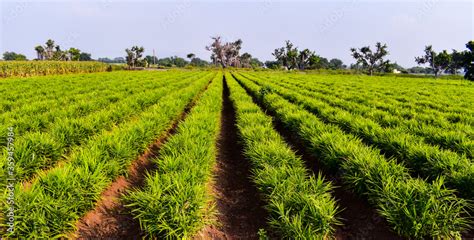 Ginger (zingiber officinale) field. Ginger plantation. Crops planted at ...