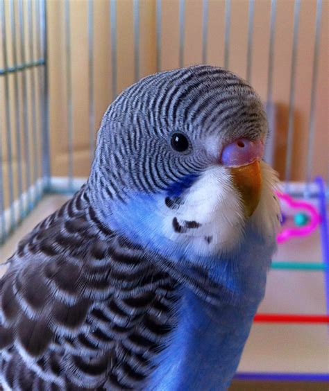 Budgies are Awesome: Budgie of the Month: Pico