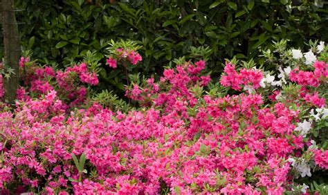 Flowering Shrubs For Partial Shade Uk