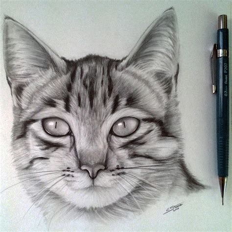 Cat Drawing by LethalChris on DeviantArt