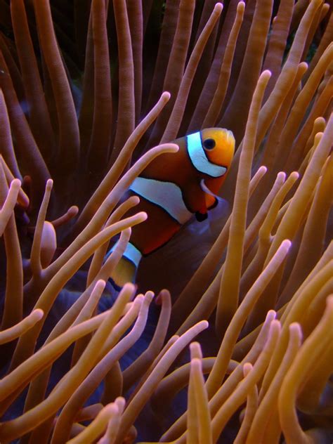 Clown fish on coral reef HD wallpaper | Wallpaper Flare