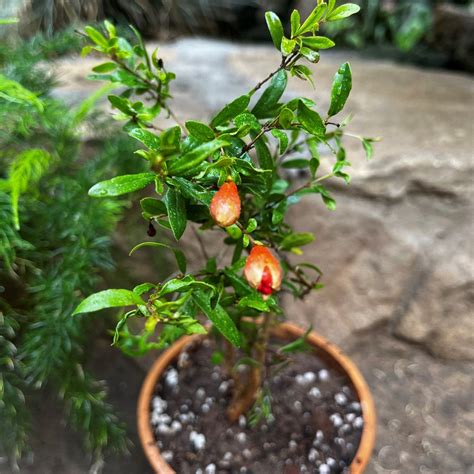 Dwarf Pomegranate Plant – myBageecha