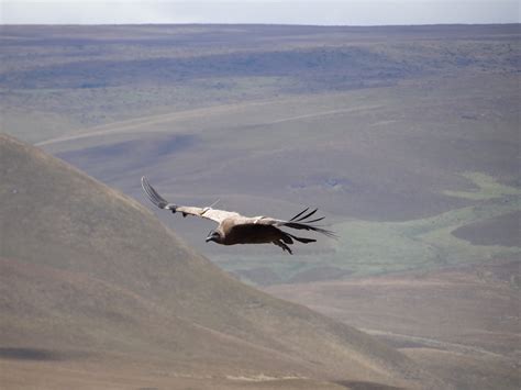 Welcome to the Nikwax blog » WLT – Save the Andean Condor