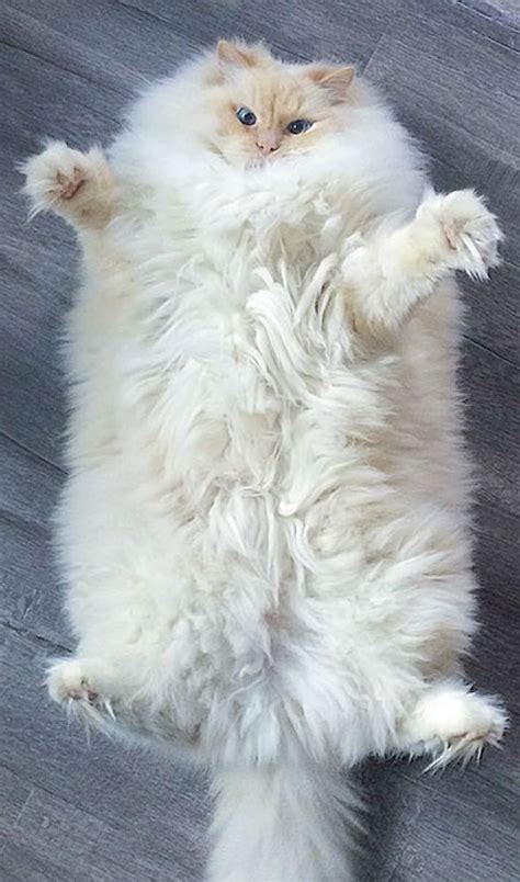 Sky The Cat Is Fluffy Like A Cloud! | Cute animals, Cute cats, Crazy cats