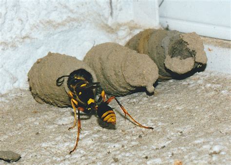 Mud Dauber Wasp Nest Small - Jasna-Strona