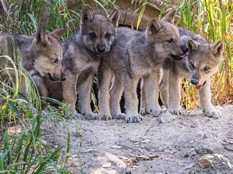 Wolf Cubs Debut At Oakland Zoo | Piedmont, CA Patch