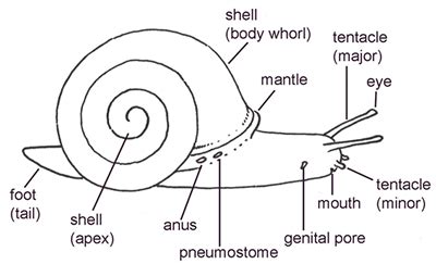 Mollusks : Carnegie Museum of Natural History