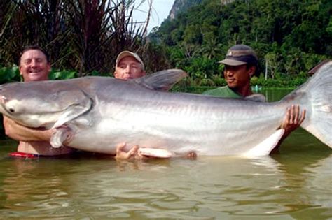 Mekong Giant Catfish – "OCEAN TREASURES" Memorial Library