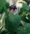 Capsicum pubescens - Wikimedia Commons