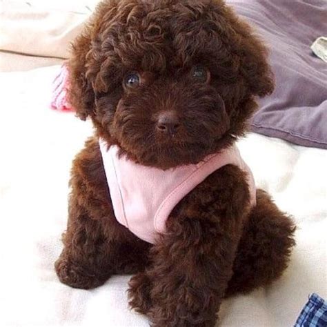 Elise Renard (@elise3011) | Puppy dog photos, Toy poodle puppies ...