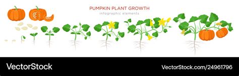 Pumpkin plant growth stages infographic elements Vector Image