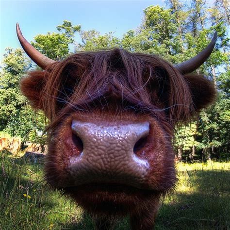 Moo Cow | Cow, Moo, Highland cow