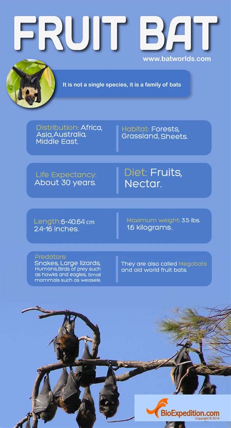 Australian Fruit Bat Diet - img-omnom