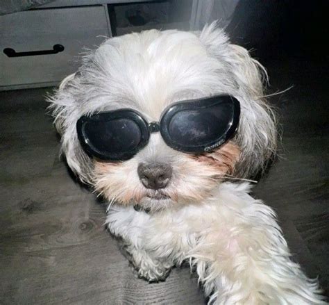 a small white dog wearing sunglasses on top of a wooden floor