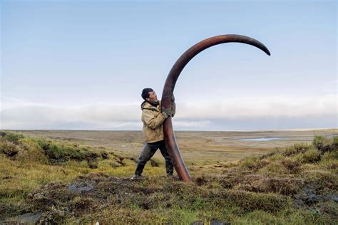 giant woolly mammoth's tusk discovered in Siberia - How large are ...