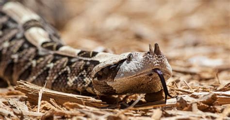 Gaboon Viper Fangs: Why They're the Biggest Snake Fangs in the World ...