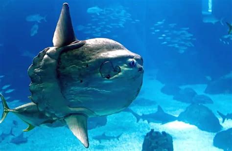 Sunfish - Description, Habitat, Image, Diet, and Interesting Facts