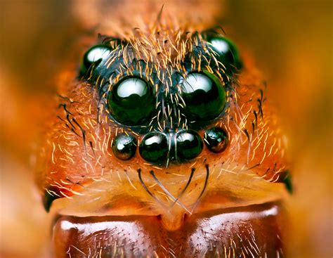 Eyes of Ground wolf-spider (Trochosa terricola) | I found th… | Flickr