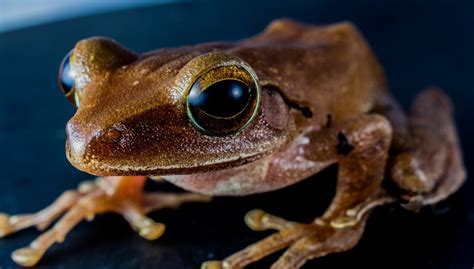 Free Images : wildlife, toad, amphibian, fauna, tree frog, close up ...