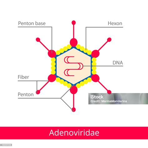 Adenoviridae Classification Of Viruses Stock Illustration - Download ...