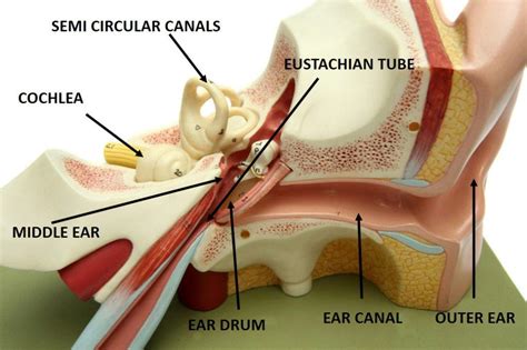 middle ear infection and tinnitus | Tinnitus Terminator