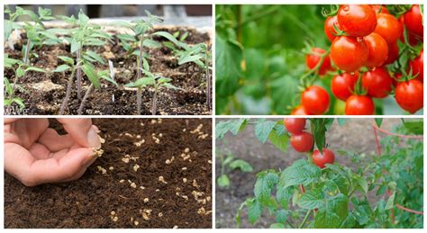 How To Grow Cherry Tomatoes From Seeds (Sowing Seeds Right ...