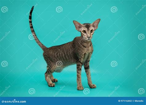 Funny Siamese Cat On A Studio Background. Slim, Graceful Oriental Cat ...