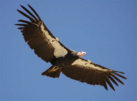 California Condor ~ Birds World