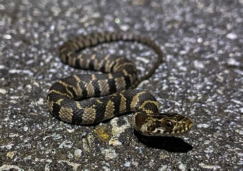 Midland Watersnake – Florida Snake ID Guide