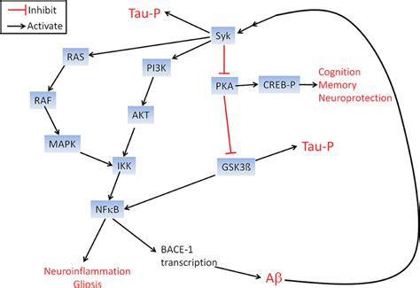 Schematic representation of the signaling pathways affected by Syk that ...