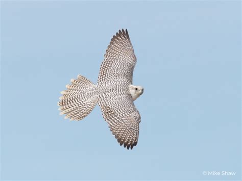 Gyrfalcon Fact Sheet – HawkWatch International