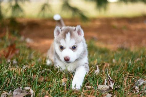 How Much Is A Miniature Husky Puppy