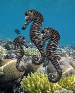 Funny 'seahorse |Funny Animal