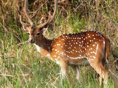 Places to visit in Bihar: Bhimbandh Wildlife Sanctuary, Bihar, India ...