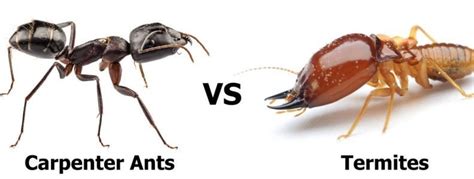 What Is the Difference Between Carpenter Ants and Termites? | Safeguard ...