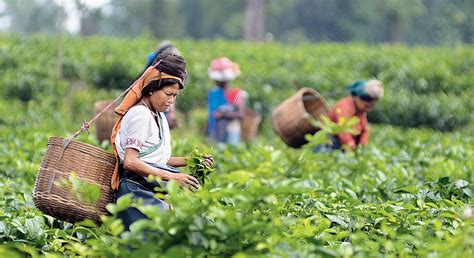 Tetley | UK tea brands shine light on Assam - Telegraph India