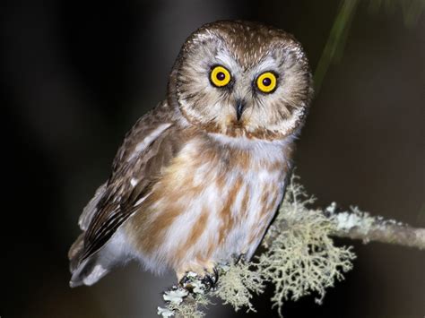 Owls In Ohio: 8 Night Bird Species (Habitats & Behaviors)