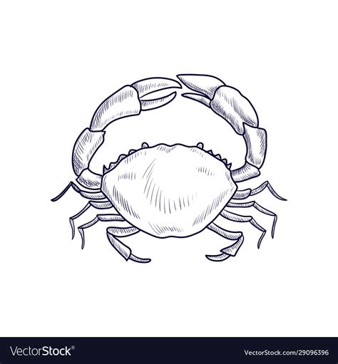 Crab Drawing