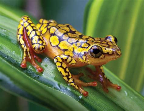 Poison frog | Amphibian Adaptations & Conservation | Britannica